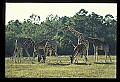 1001-00020-Giraffe, Giraffa camelopardalis.jpg