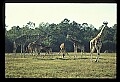 1001-00022-Giraffe, Giraffa camelopardalis.jpg