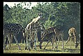 1001-00025-Giraffe, Giraffa camelopardalis.jpg