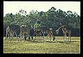 1001-00027-Giraffe, Giraffa camelopardalis.jpg