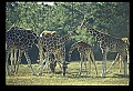 1001-00028-Giraffe, Giraffa camelopardalis.jpg