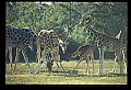 1001-00029-Giraffe, Giraffa camelopardalis.jpg