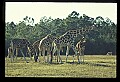 1001-00030-Giraffe, Giraffa camelopardalis.jpg
