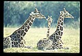 1001-00031-Giraffe, Giraffa camelopardalis.jpg