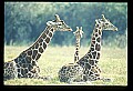 1001-00032-Giraffe, Giraffa camelopardalis.jpg