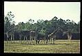 1001-00034-Giraffe, Giraffa camelopardalis.jpg