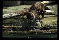 10096-00001-North American River Otter, Lontra canadensis.jpg