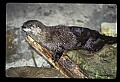 10096-00002-North American River Otter, Lontra canadensis.jpg