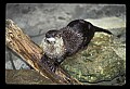 10096-00004-North American River Otter, Lontra canadensis.jpg