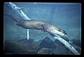 10096-00008-North American River Otter, Lontra canadensis.jpg