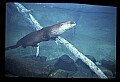10096-00009-North American River Otter, Lontra canadensis.jpg