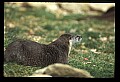 10096-00010-North American River Otter, Lontra canadensis.jpg