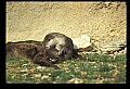 10096-00011-North American River Otter, Lontra canadensis.jpg