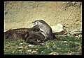 10096-00013-North American River Otter, Lontra canadensis.jpg