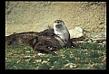 10096-00014-North American River Otter, Lontra canadensis.jpg