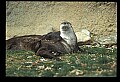 10096-00015-North American River Otter, Lontra canadensis.jpg