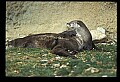 10096-00016-North American River Otter, Lontra canadensis.jpg