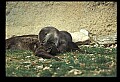 10096-00017-North American River Otter, Lontra canadensis.jpg