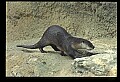 10096-00018-North American River Otter, Lontra canadensis.jpg