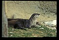10096-00020-North American River Otter, Lontra canadensis.jpg