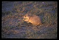 10097-00001-Prairie Dog, Cynomys-Badlands National Park.jpg