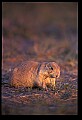 10097-00005-Prairie Dog, Cynomys-Badlands National Park.jpg