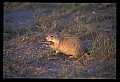10097-00007-Prairie Dog, Cynomys-Badlands National Park.jpg
