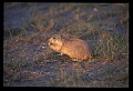 10097-00008-Prairie Dog, Cynomys-Badlands National Park.jpg