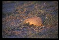 10097-00009-Prairie Dog, Cynomys-Badlands National Park.jpg