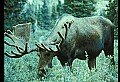 10099-00006-Moose, Alces alces.jpg