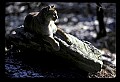 10100-00001-Cougar, Mountain Lion, Felis concolor.jpg