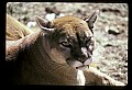 10100-00002-Cougar, Mountain Lion, Felis concolor.jpg