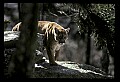 10100-00003-Cougar, Mountain Lion, Felis concolor.jpg
