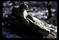 10100-00004-Cougar, Mountain Lion, Felis concolor.jpg