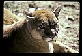 10100-00005-Cougar, Mountain Lion, Felis concolor.jpg