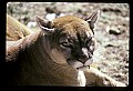 10100-00006-Cougar, Mountain Lion, Felis concolor.jpg