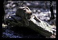 10100-00007-Cougar, Mountain Lion, Felis concolor.jpg