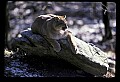 10100-00008-Cougar, Mountain Lion, Felis concolor.jpg