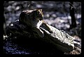 10100-00010-Cougar, Mountain Lion, Felis concolor.jpg