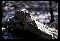 10100-00011-Cougar, Mountain Lion, Felis concolor.jpg