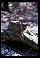 10100-00012-Cougar, Mountain Lion, Felis concolor.jpg