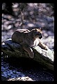 10100-00013-Cougar, Mountain Lion, Felis concolor.jpg
