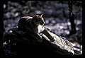 10100-00015-Cougar, Mountain Lion, Felis concolor.jpg
