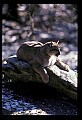 10100-00016-Cougar, Mountain Lion, Felis concolor.jpg
