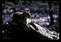 10100-00017-Cougar, Mountain Lion, Felis concolor.jpg