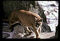 10100-00018-Cougar, Mountain Lion, Felis concolor.jpg