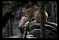 10100-00019-Cougar, Mountain Lion, Felis concolor.jpg