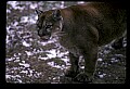 10100-00021-Cougar, Mountain Lion, Felis concolor.jpg
