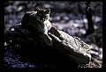 10100-00024-Cougar, Mountain Lion, Felis concolor.jpg