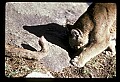 10100-00025-Cougar, Mountain Lion, Felis concolor.jpg